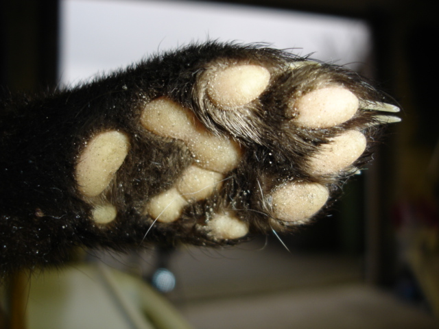 Garden protector Solar weitech-4061